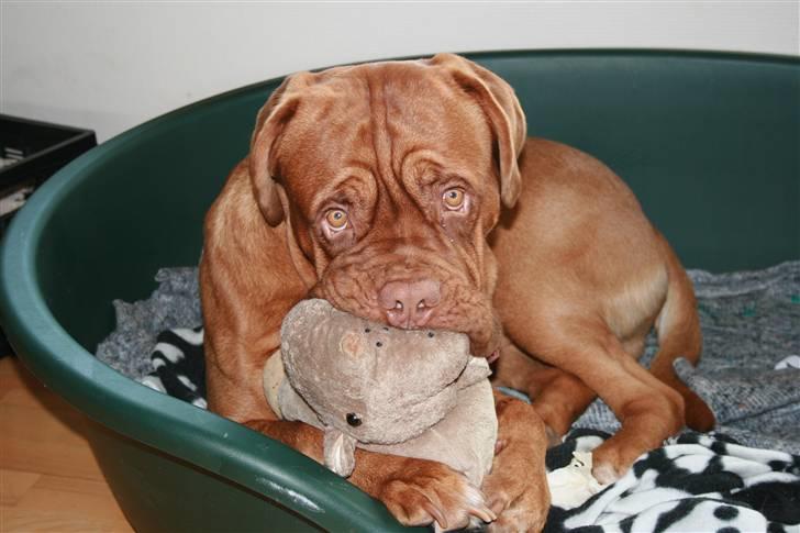 Dogue de bordeaux Ozzy - Passer lige på min allerbedste ven, flodhest :-) billede 4