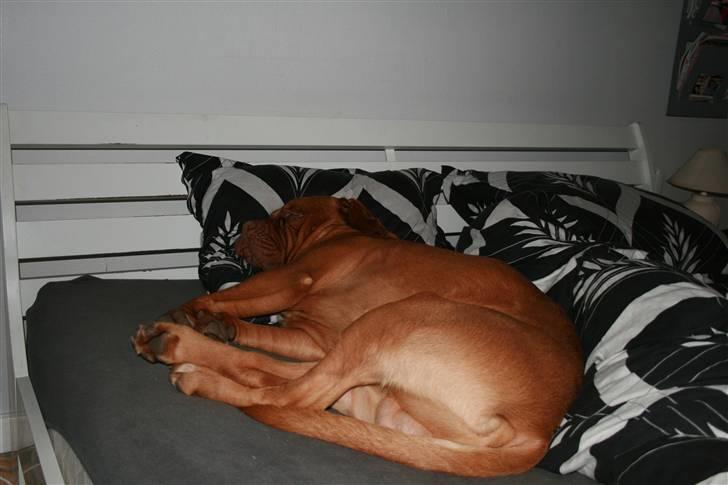 Dogue de bordeaux Ozzy - Når "far" nu er taget på arbejde kan jeg vel tage hans plads i kassen :) billede 5