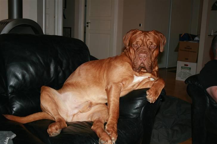 Dogue de bordeaux Ozzy - ZZZZZZZZZZZZZZ billede 6