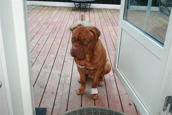 Dogue de bordeaux Ozzy - Ja, det er helt vildt synd for mig med den lille skadede pote :) billede 7