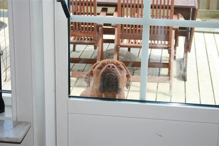 Dogue de bordeaux Ozzy - Lukker i mig ikke snart ind ? billede 8