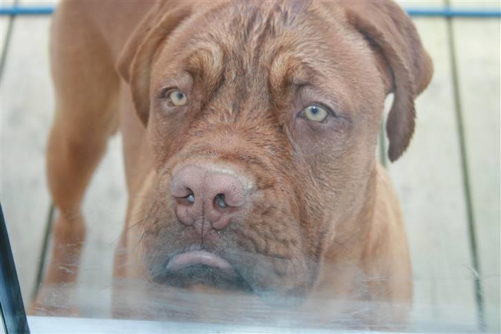 Dogue de bordeaux Ozzy - Troede jo bare at jeg måtte komme ind ? billede 9