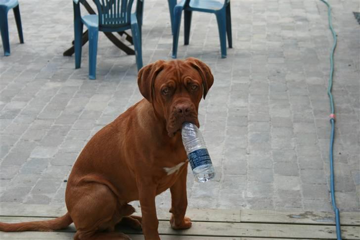 Dogue de bordeaux Ozzy - Kommer du ikke og leger i stedet for at tage billeder ?  billede 10