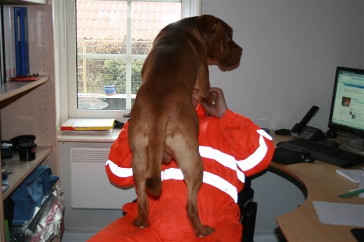 Dogue de bordeaux Ozzy - Jamen "far" jeg skal da ha´ det hele med :) billede 11
