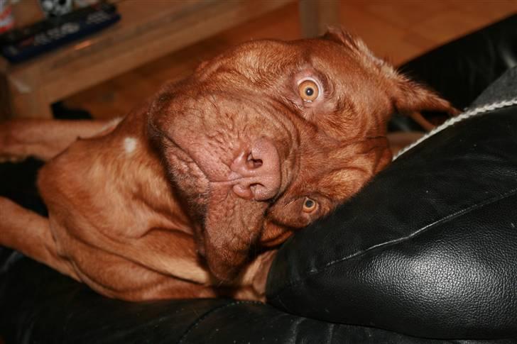 Dogue de bordeaux Ozzy - Neeej "mor" - Det var ikke mig  billede 12