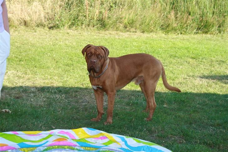 Dogue de bordeaux Ozzy billede 13