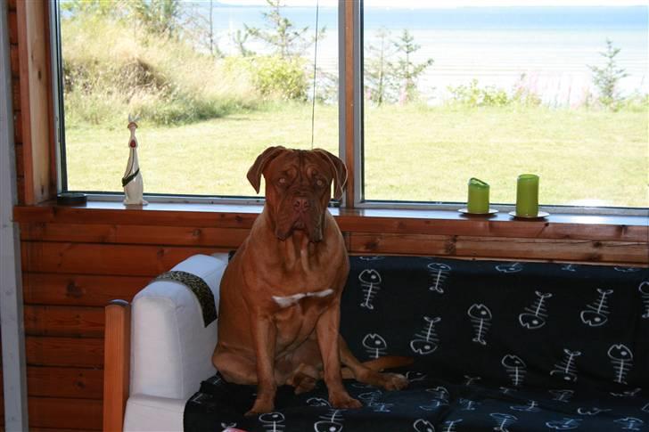 Dogue de bordeaux Ozzy - Min helt egen sofa - Selv i sommerhus :) billede 14