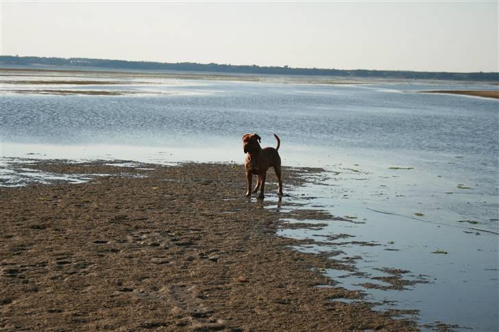Dogue de bordeaux Ozzy - Kaster du snart ? billede 15