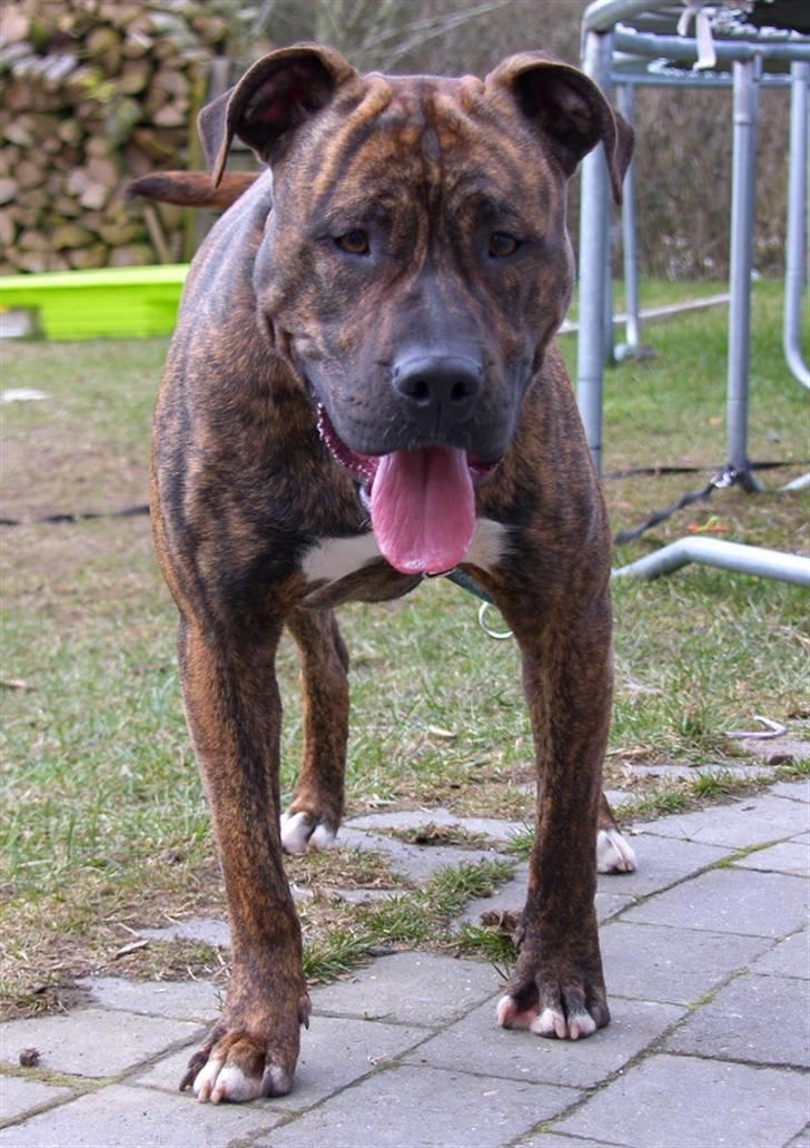 Amerikansk staffordshire terrier Dollar billede 14