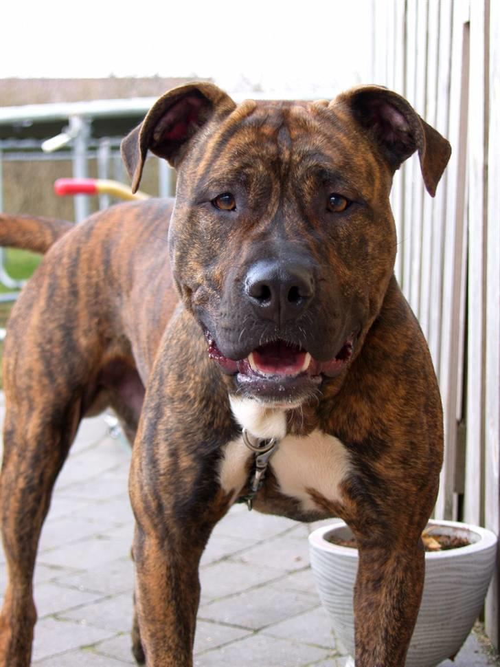 Amerikansk staffordshire terrier Dollar billede 15