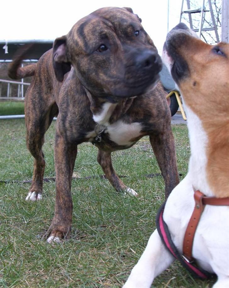 Amerikansk staffordshire terrier Dollar billede 16