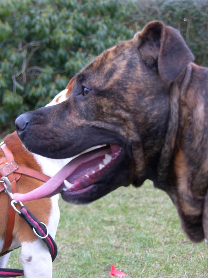 Amerikansk staffordshire terrier Dollar billede 17