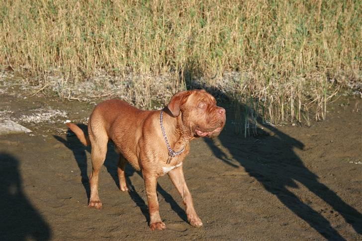 Dogue de bordeaux Ozzy - Lidt beskidt er man vel altid billede 16