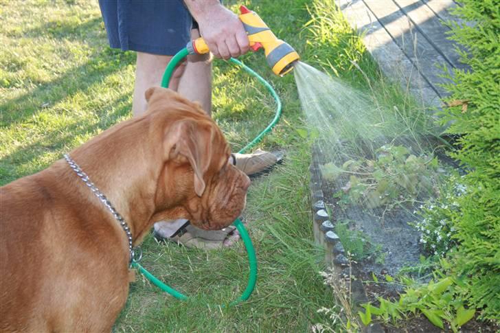Dogue de bordeaux Ozzy - Hva´ så "moffe" ? Skal jeg ikke lige hjælpe ? billede 17