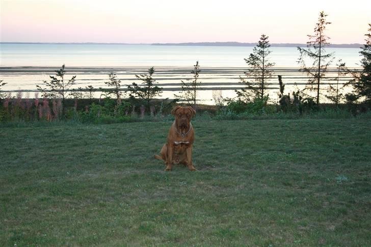 Dogue de bordeaux Ozzy billede 18