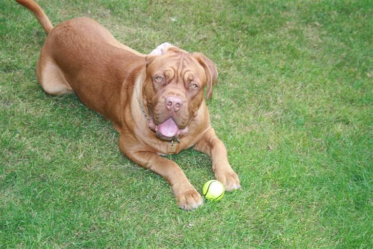 Dogue de bordeaux Ozzy billede 19