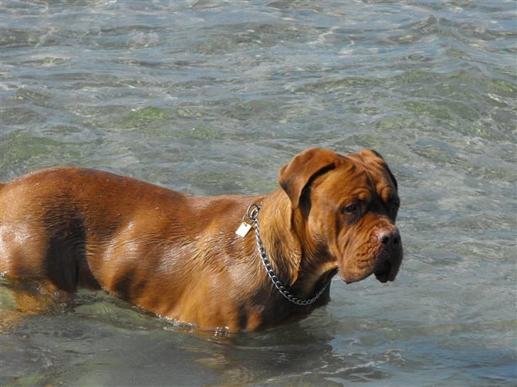 Dogue de bordeaux Ozzy billede 20