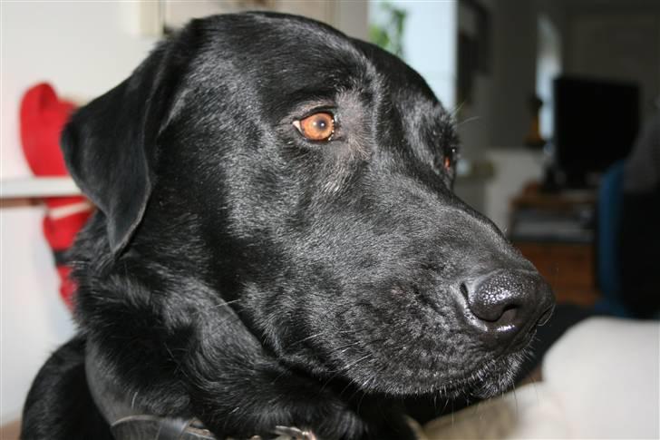 Labrador retriever Thor - Så giv da en bodbid - NU!!! billede 1