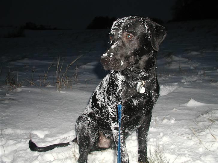 Labrador retriever Thor - Så få dog taget det billedede, det er altså koldt herude! billede 2