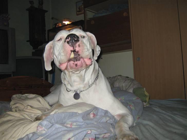 Dogo argentino Pablo Escobar(dogo dreng) - lille kødben stor hund :) billede 19