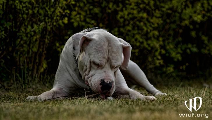 Dogo argentino Pablo Escobar(dogo dreng) - en pind :P (fotograf Thomas Wiuf Schwartz) billede 20