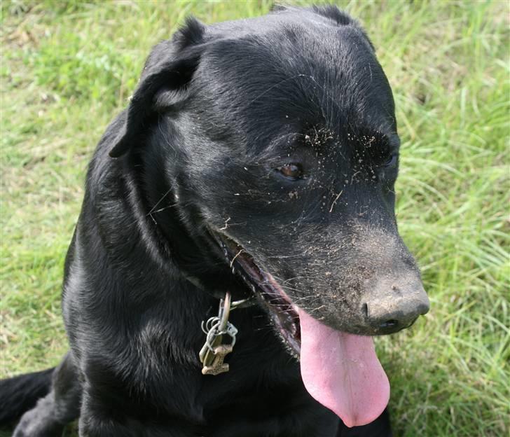 Labrador retriever Thor - Og nej !- Jeg har ikke jord i hovedet, jeg har bare lige gravet en muldvarp op. billede 3