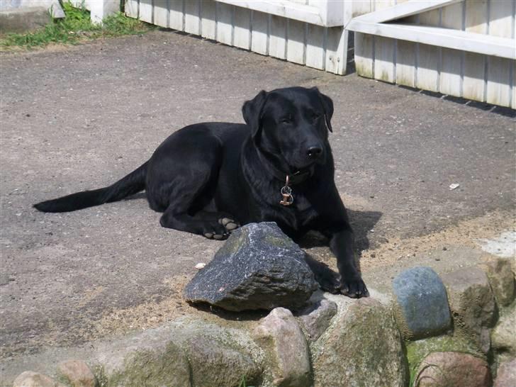 Labrador retriever Thor - Thor Holder vagt ved havelågen, der kunne jo komme nogen forbi, som han skal hilse på. billede 4