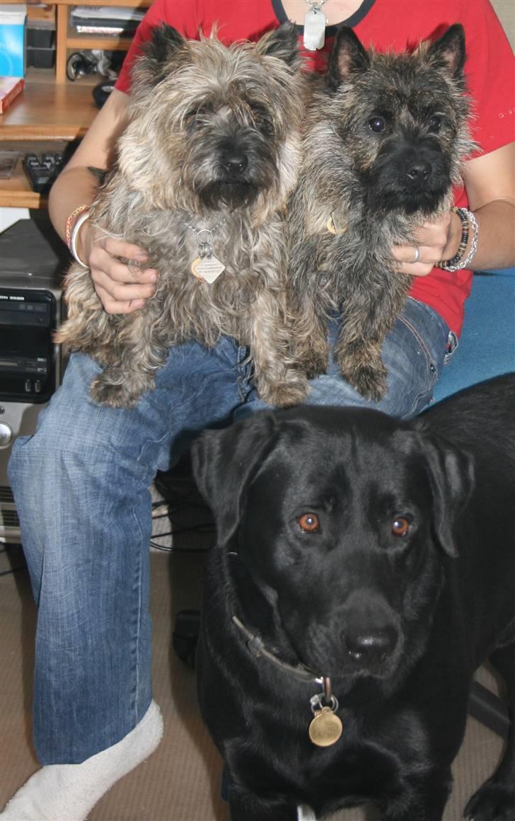 Labrador retriever Thor - Thor sammen med sine små søskene, Cairn Terrierne Loke og Freja. billede 5