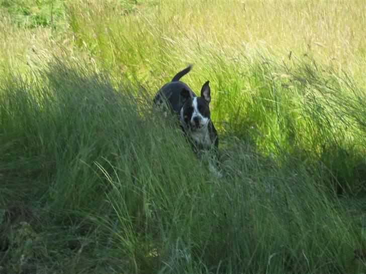 Blanding af racer Amstaff/bullterrier Freja - Flotte og smukke Freja ude og lege på marken :) billede 18
