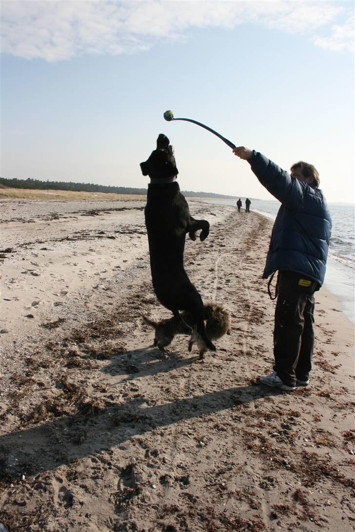 Labrador retriever Thor - Så kast dog den bold! billede 6