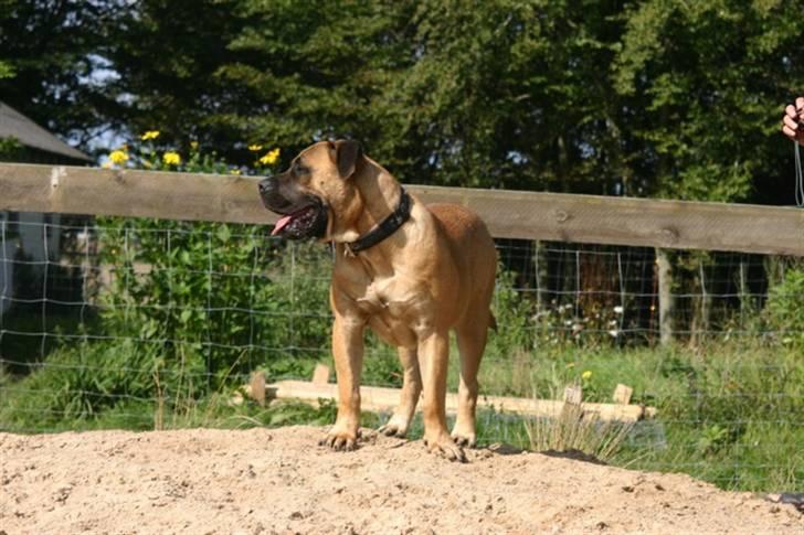 Boerboel RATHMANNS HARRY billede 1