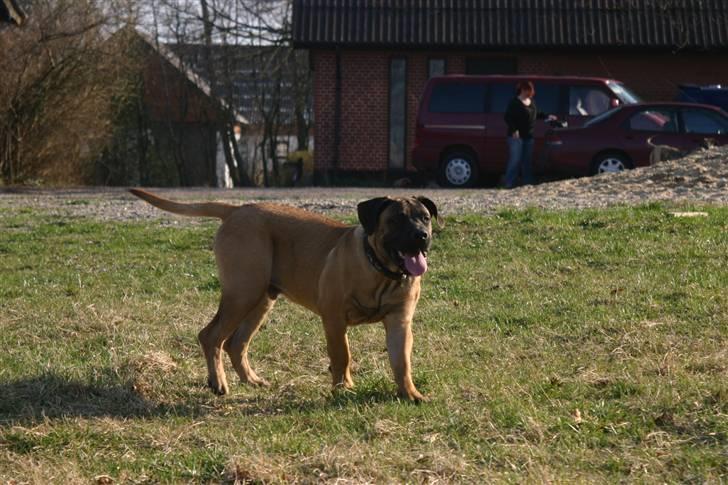 Boerboel RATHMANNS HARRY billede 2