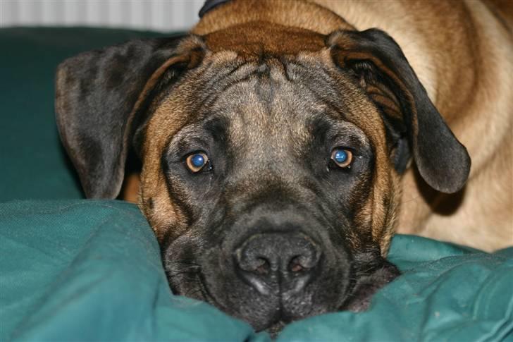 Boerboel RATHMANNS HARRY billede 3