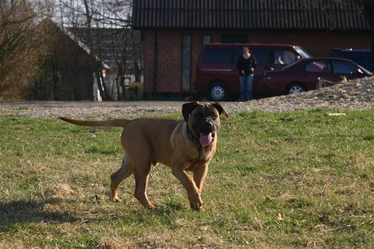 Boerboel RATHMANNS HARRY billede 4