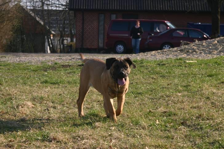 Boerboel RATHMANNS HARRY billede 5