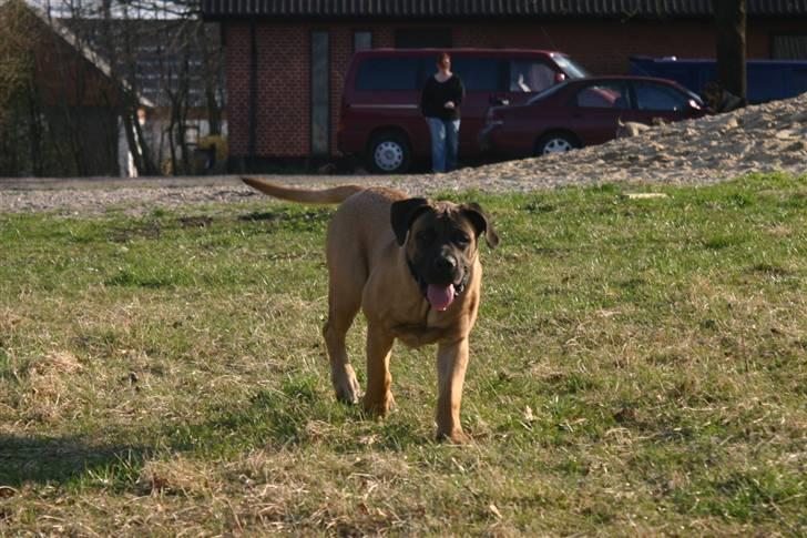 Boerboel RATHMANNS HARRY billede 6
