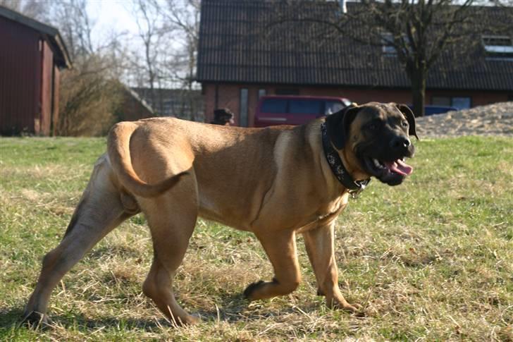Boerboel RATHMANNS HARRY billede 7