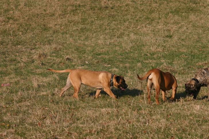 Boerboel RATHMANNS HARRY billede 8