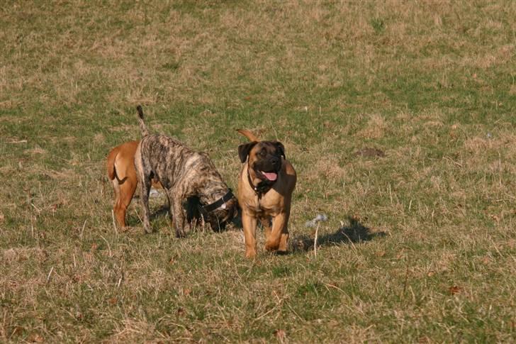 Boerboel RATHMANNS HARRY billede 9