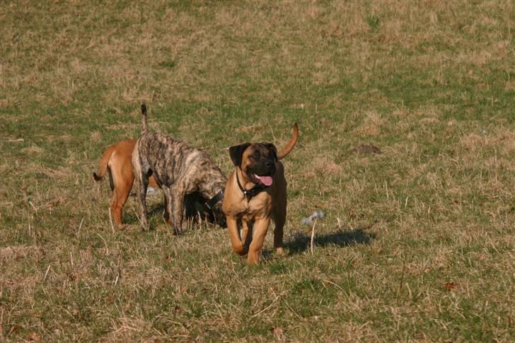 Boerboel RATHMANNS HARRY billede 10