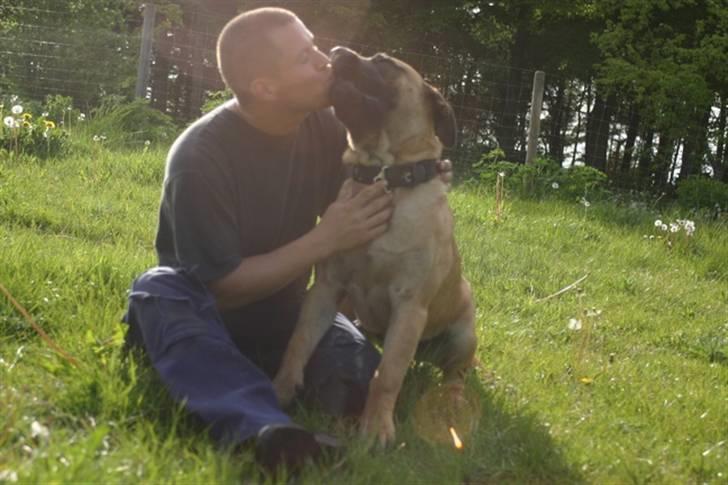 Boerboel RATHMANNS HARRY billede 11