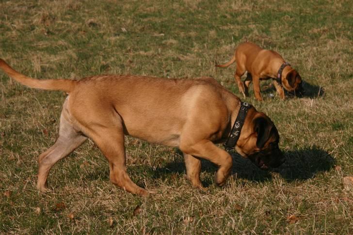 Boerboel RATHMANNS HARRY billede 12