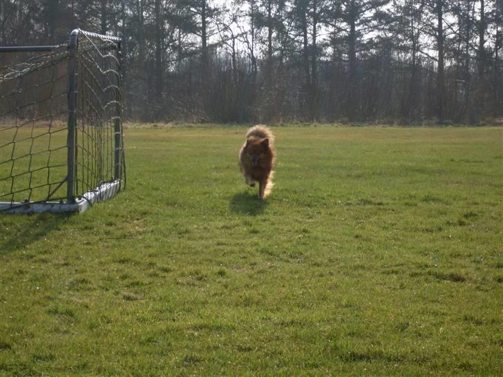 Mittelspitz Bamse billede 9