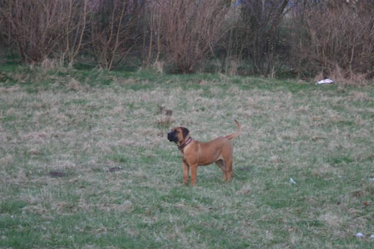 Boerboel RATHMANNS NUMBI billede 20