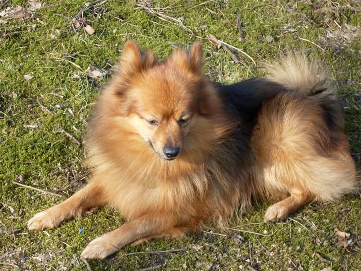 Mittelspitz Bamse billede 10