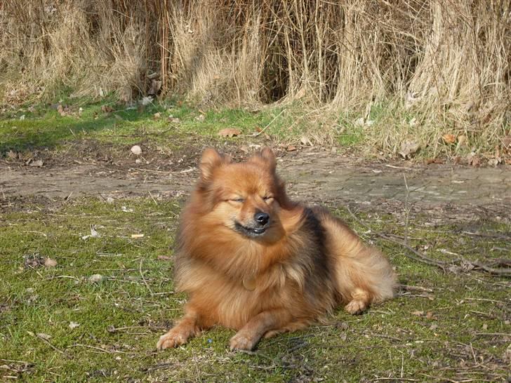 Mittelspitz Bamse billede 11