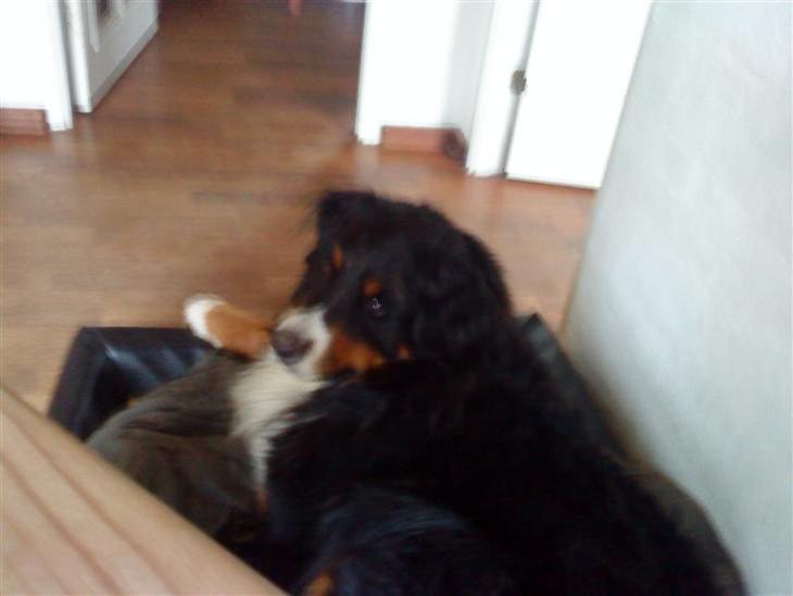 {{currentPhoto.altText}} billede {{currentPhoto.number}}