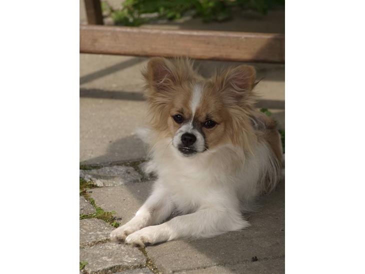 Papillon simba billede 1