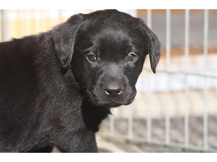 Labrador retriever Chief (Cody's A Man) * DØD * - Chief lige efter jeg havde valgt ham i kuldet ... han er her 5 uger 4 dage gammel :o) billede 1