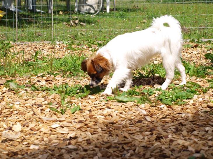 {{currentPhoto.altText}} billede {{currentPhoto.number}}